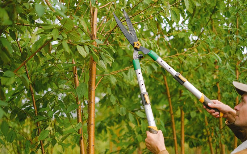 Tree trimming in Kulm, ND